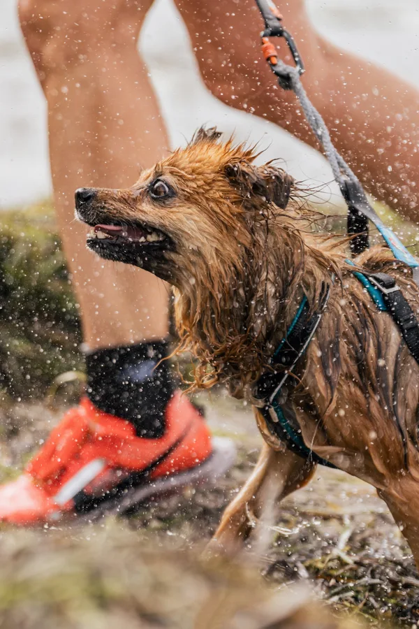 A wet dog shaking off water during an outdoor event.