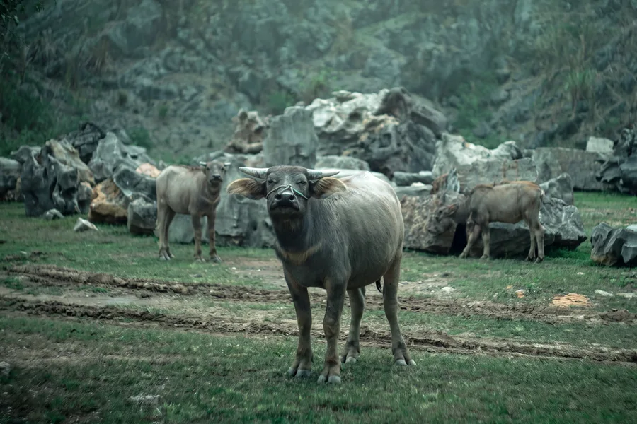 Water buffalo standing among rocks and green hills.