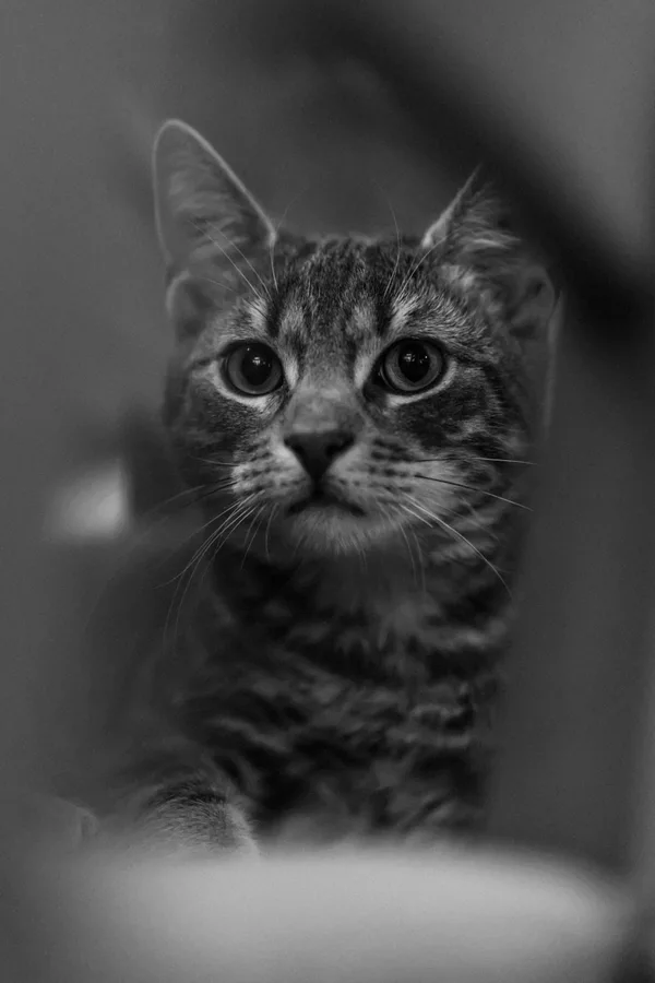 A cat looks towards the camera through a softly blurred foreground.